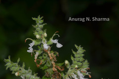 Teucrium tomentosum